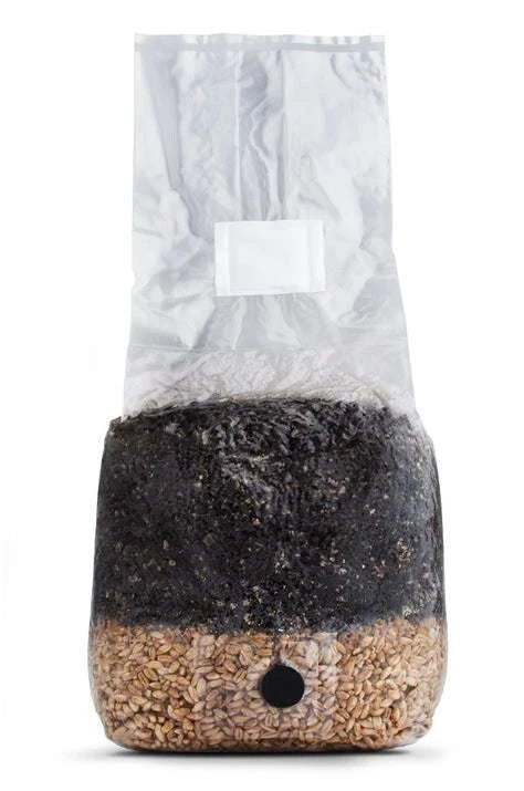 Mushroom Grow Kit 5LB - All In One Variety - Easy to Use Indoor Cultivation - Perfect for Beginners and Enthusiasts