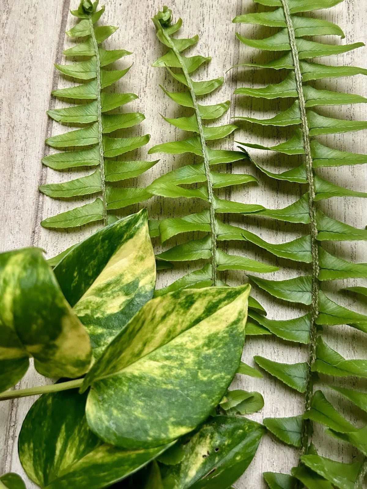 Rooted Plant Cuttings 10-Pack - Pothos & Ferns - Healthy & Fresh Cuttings for Easy Planting