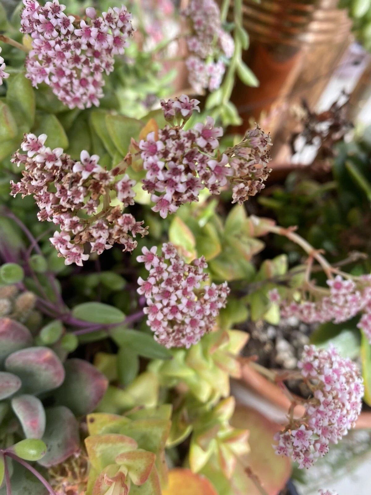Mixed Crassula Succulent Cuttings - 5 Organic Varieties, 4-10 Inches Long, Chemical-Free (Crassula spp.)