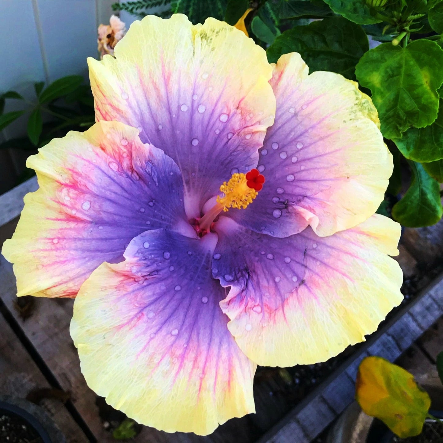 Madagascar Hibiscus Cuttings - 7 Unrooted Cuttings (5-7 inches) - Hibiscus moscheutos - Rose Mallow Perennial Plant