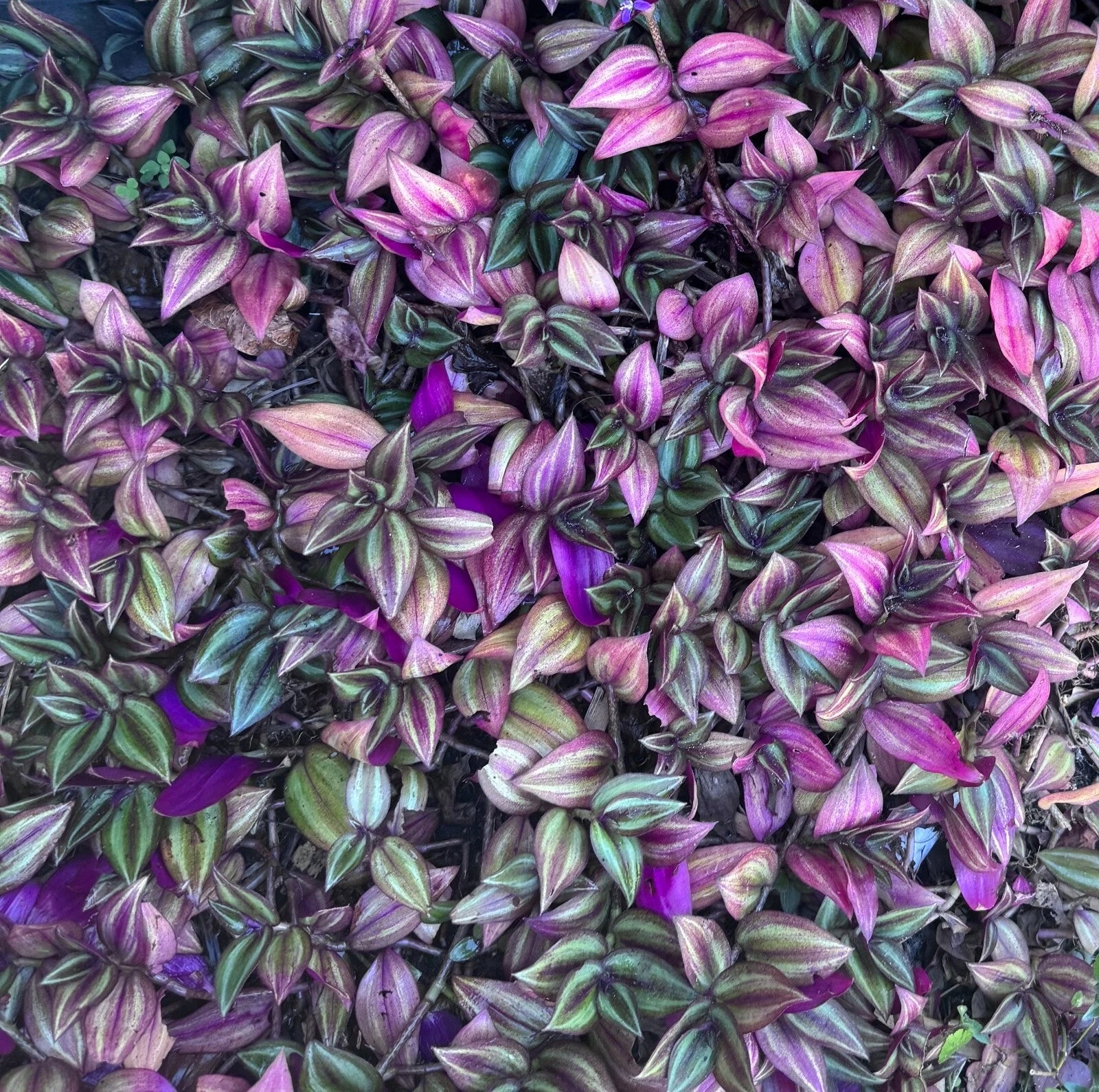 Tradescantia Zebrina Cuttings Bundle of 5 - Multicolor Wandering Jew Plant (Tradescantia zebrina) for Indoor/Outdoor Use