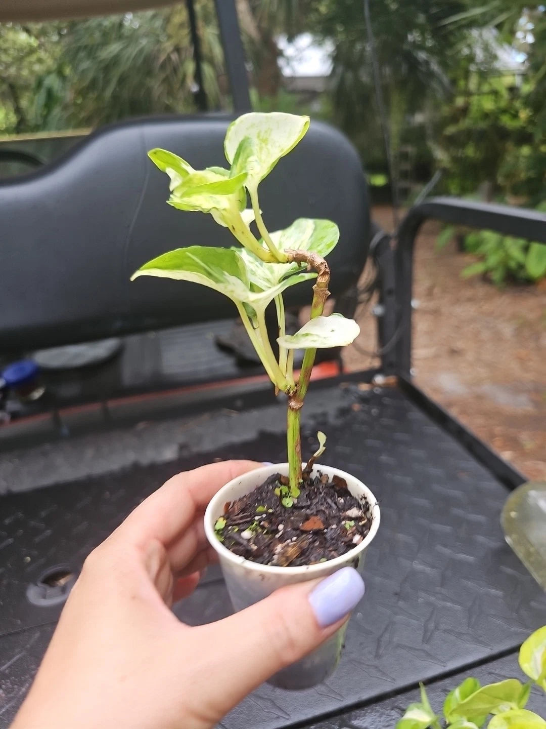 Manjula Pothos Plant 2.5" Pot Variegated Indoor Houseplant Epipremnum Live Rooted