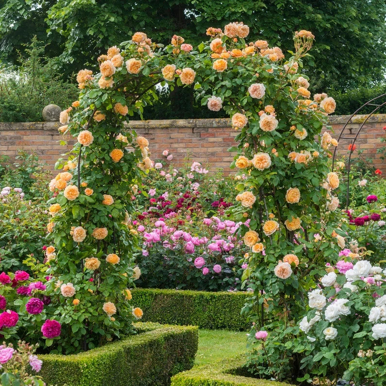Crown Princess Margareta Rose Cuttings 5-8" 3 Stems - Apricot-Orange Climbing Rose (Rosa 'Crown Princess Margareta')