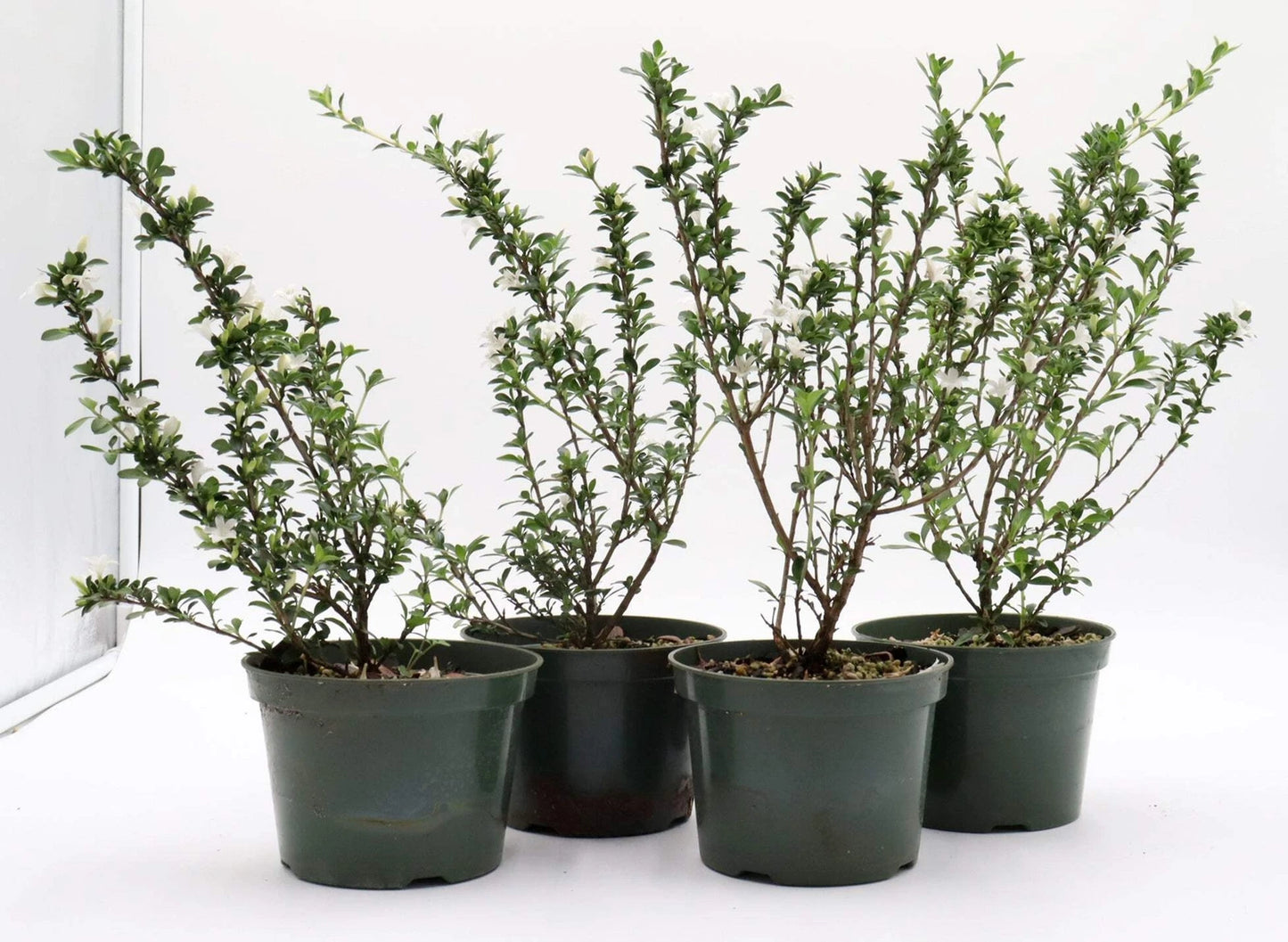 Variegated Chinese Serissa Cuttings in 5-Inch Pots - Healthy Serissa foetida with Tiny White Flowers