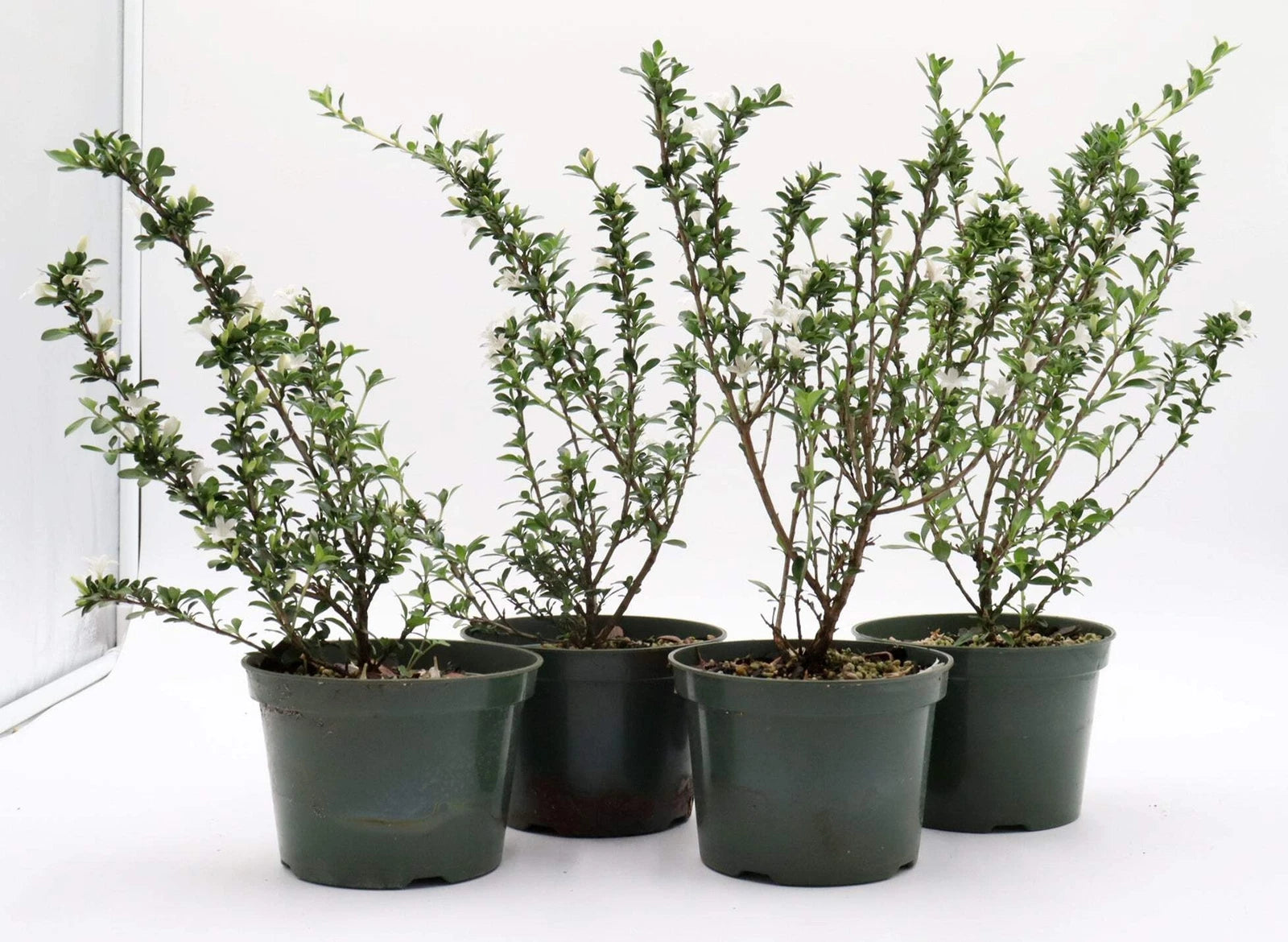 Variegated Chinese Serissa Cuttings in 5-Inch Pots - Healthy Serissa foetida with Tiny White Flowers