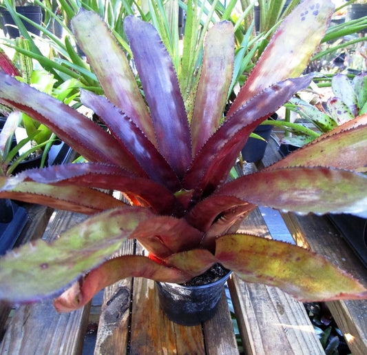 Bromeliad Offset Aechmea 'By Golly' - Colorful Hybrid Plant for Terrariums, Bare Root, Glossy Mahogany Foliage, E. Wurthmann