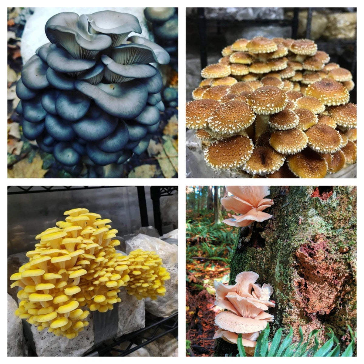 Mushroom Spawn Super Pack - 4 Ounces Each, Blue Oyster, Chestnut, Golden Oyster, Pink Oyster - Live Mycelium Cultures