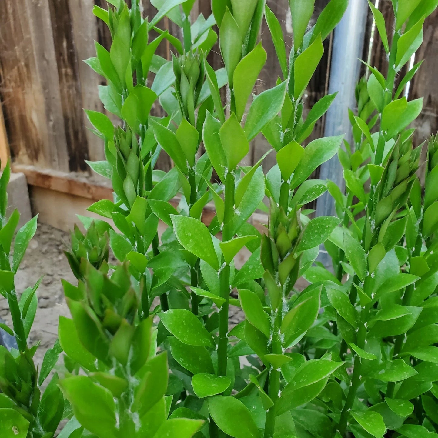Pereskiopsis Spathulata Grafting Stock Cuttings - 5 Fresh 4-5 Inch Cuttings for Faster Cactus Growth