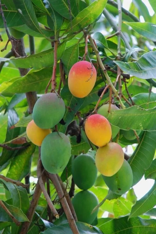 Florida Mango Scion Wood Cuttings, 3 Pack, Nam Doc Mai Variety, Fresh Grafting Cuttings for Home Growers, Mangifera indica
