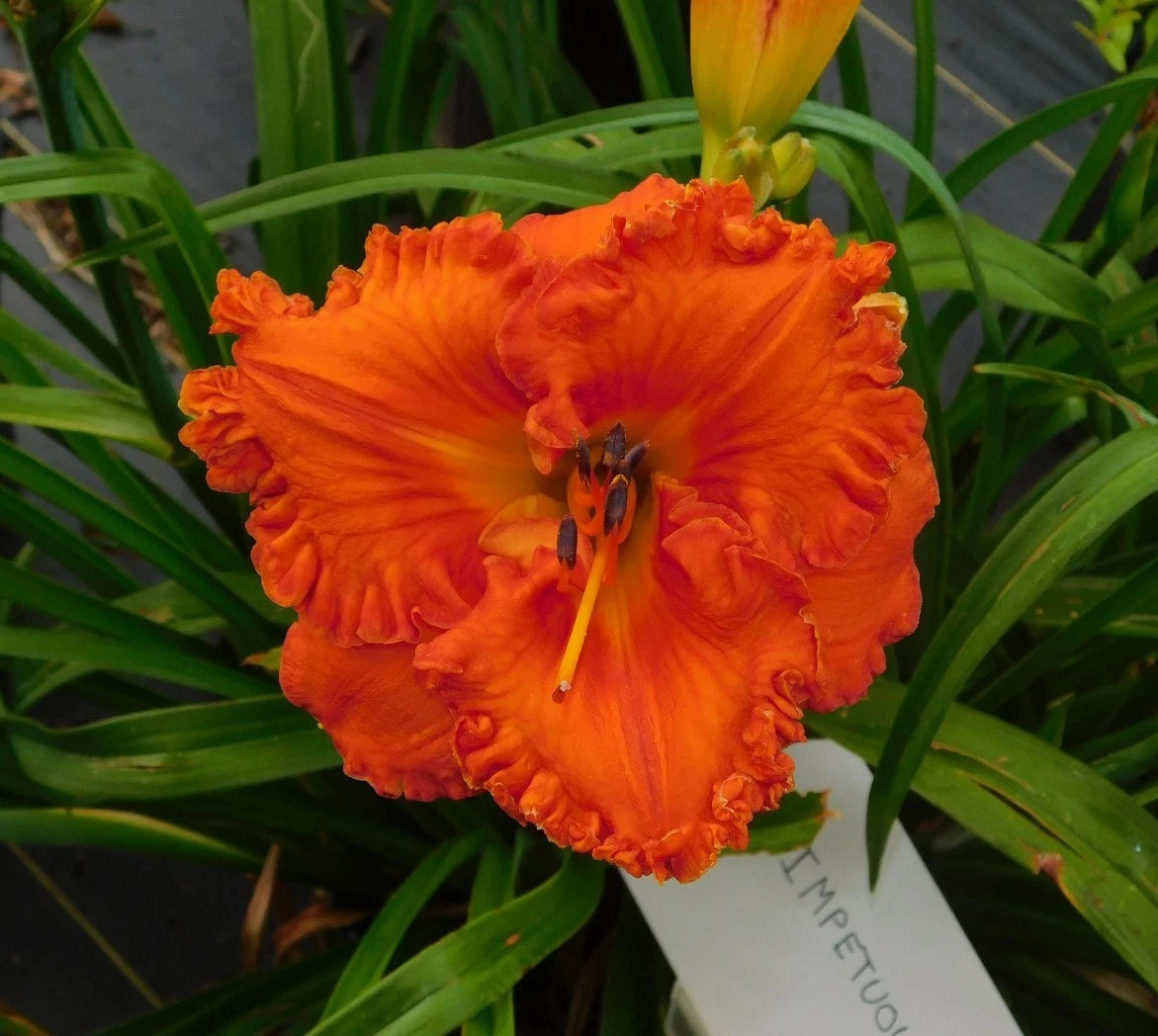 Daylily Plant 3 Fan Division Impetuous Hemerocallis tetraploid Reblooms Orange Maroon Gold Throat Bareroot