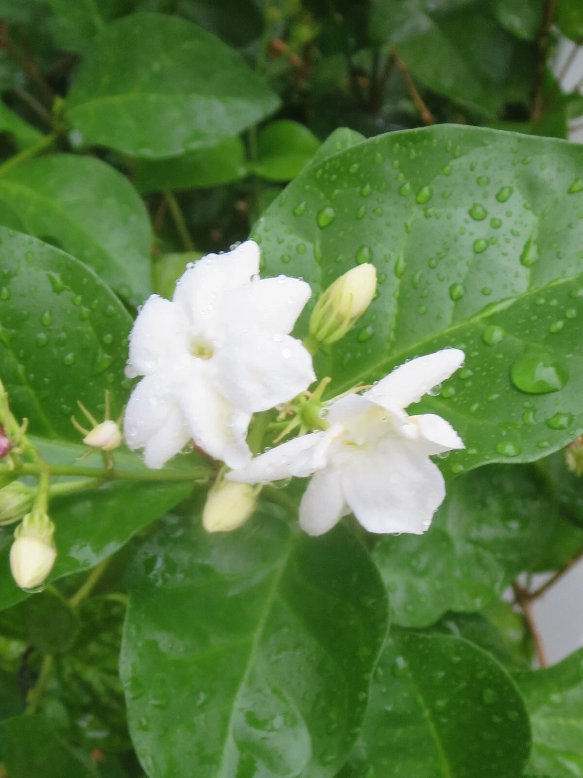 Jasmine Cuttings 6-inch Fresh Unrooted Jasminum Sambac 5 Pieces for Planting