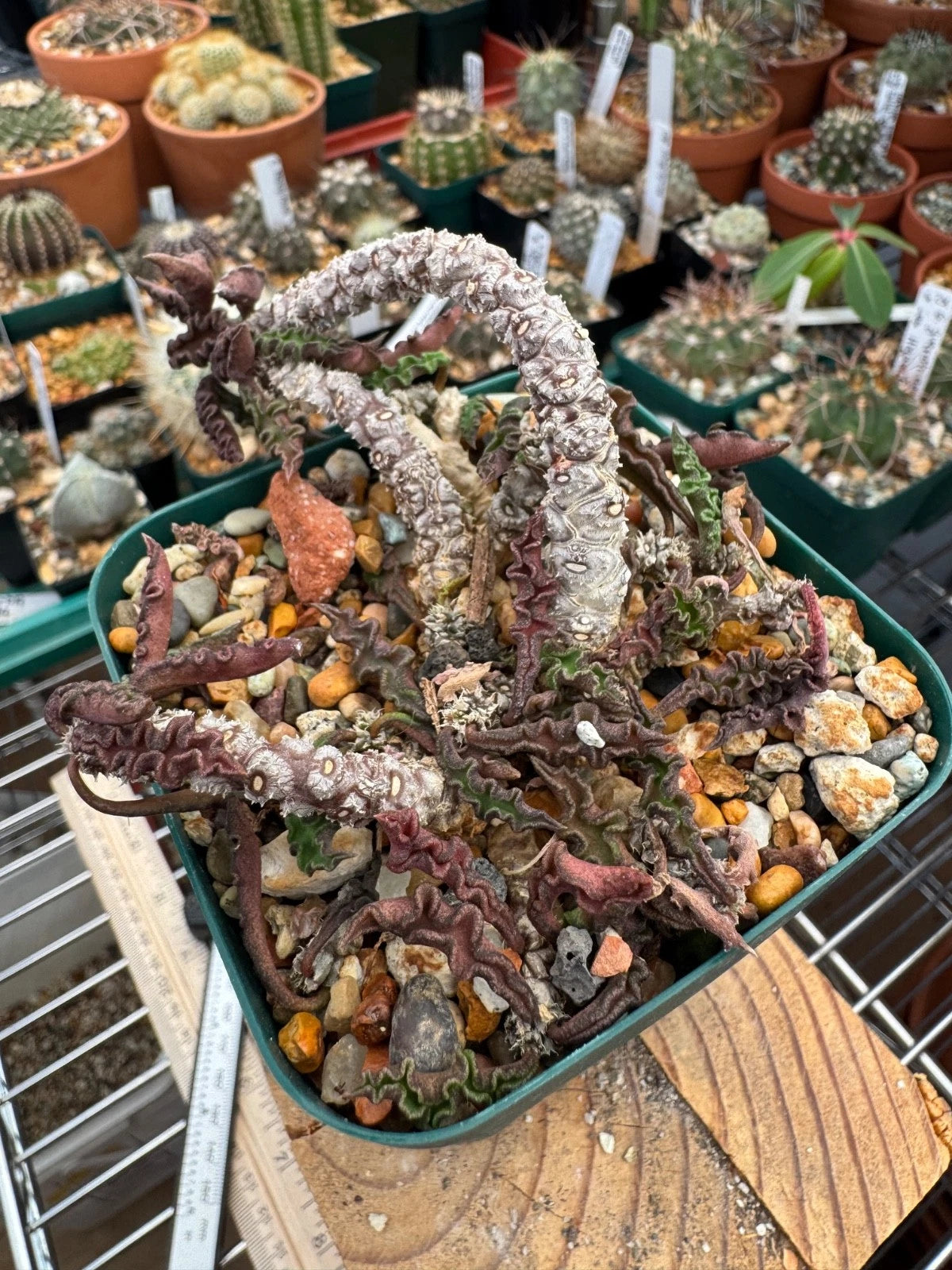 Euphorbia Decaryi Var. Spirosticha - Mature Caudex Form in 4” Pot - Unique Succulent with Twisted Stems, Madagascar Plant