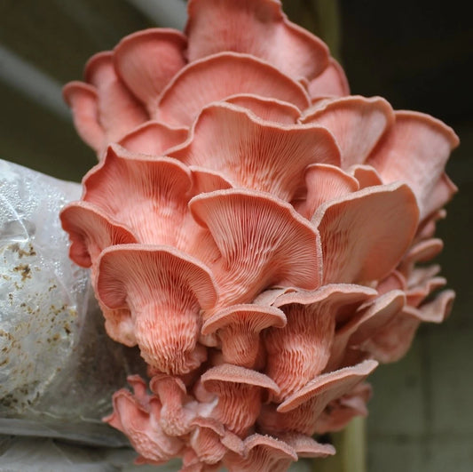 1 LB Pink Oyster Gourmet Mushroom Grain Spawn - Pleurotus djamor - Live Mycelium for Easy Cultivation