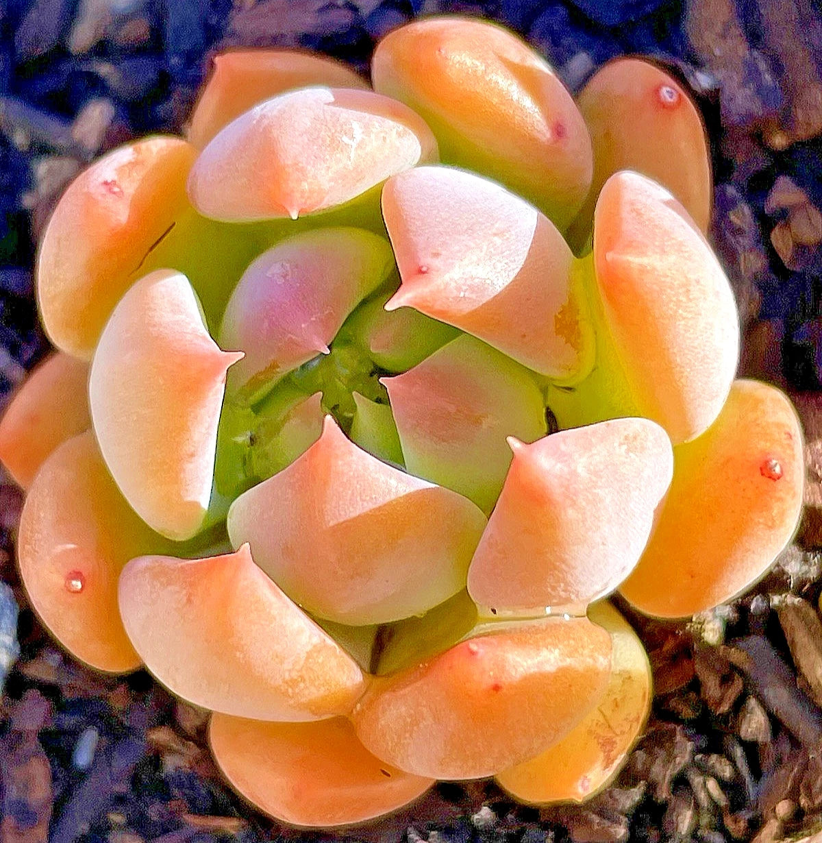 Rare Succulent Plant 1.5-Inch Sedeveria 'Dark Elf' Live Rooted Plant – Unique Home Decor Gift, Dark Green to Midnight Blue Leaves