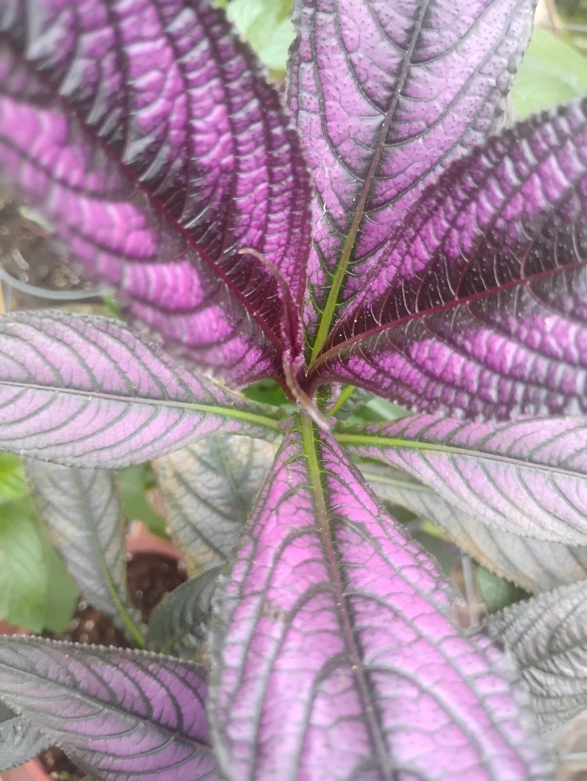 Persian Shield Plant 4" Pot, Purple Leaves, Easy to Grow, Strobilanthes dyerianus