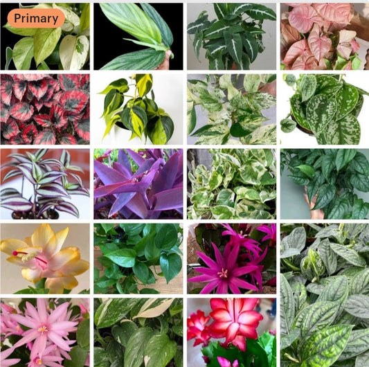 20+ Plant Cuttings Mix Surprise Box - 10 Varieties, No Roots - Perfect for Begonias, Tradescantia, Monstera, Pothos, Syngonium