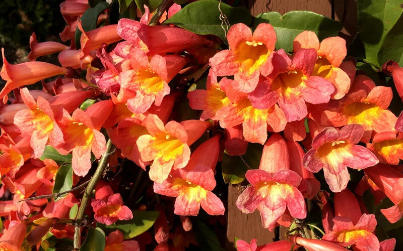 Bignonia "Tangerine Beauty" Crossvine Starter Plant - Well-Rooted, Attracts Butterflies, Perfect for Gardens (Bignonia capreolata)