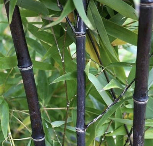 Black Timber Bamboo Rhizome - 5 Live Bare Root Plants - Phyllostachys Nigra - Exotic Privacy Screen Bamboo