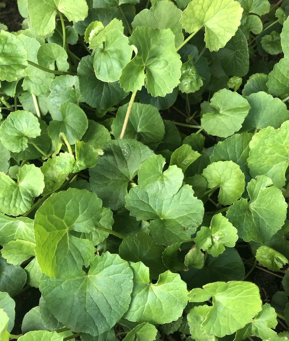 Pennywort Live Plant 10pcs Gotu Kola Bare Root (Centella Asiatica) - Ready to Plant, Moisture-Wrapped
