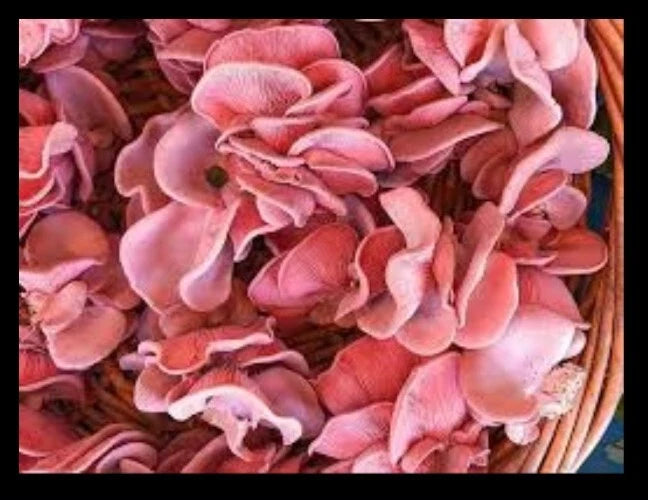 Dried Pink Oyster Mushroom Spores - Organic Non-GMO - 5x7 cm Bag - Pleurotus djamor
