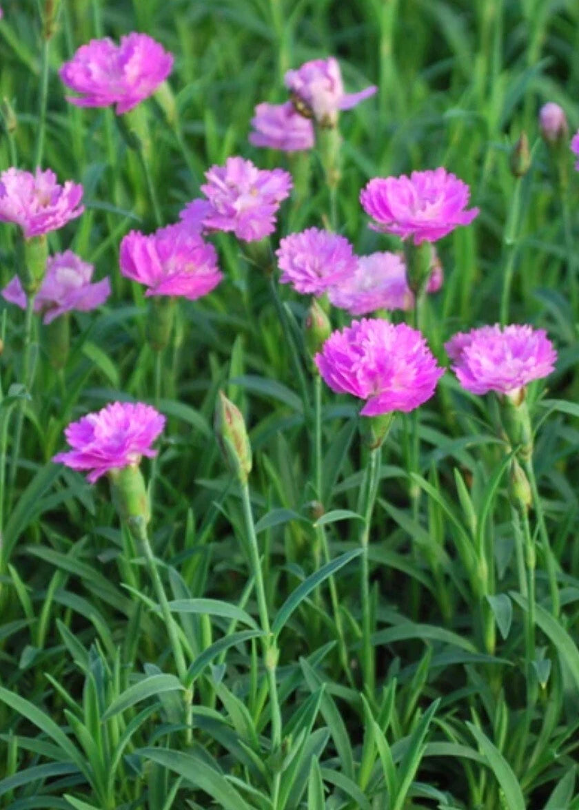 Pink Pom Pom Dianthus Plant - Bare Root Perennial - Dianthus plumarius - Vibrant Summer Color for Outdoor Garden