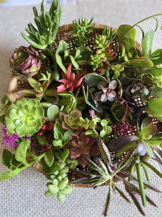12 Assorted Organic Succulent Cuttings - Healthy Succulent Plants - Chemical Free - Perfect for DIY Decor & Gifts