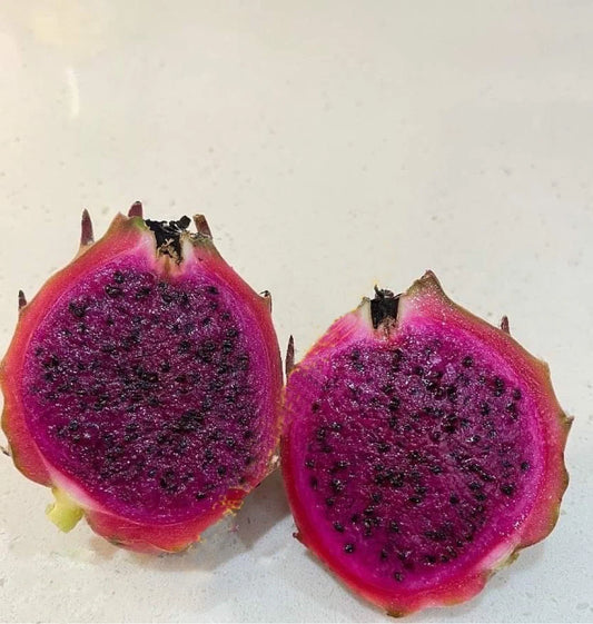 Black Africanis Dragon Fruit Cutting 8" - 10" - Purple Flesh - Hylocereus Undatus