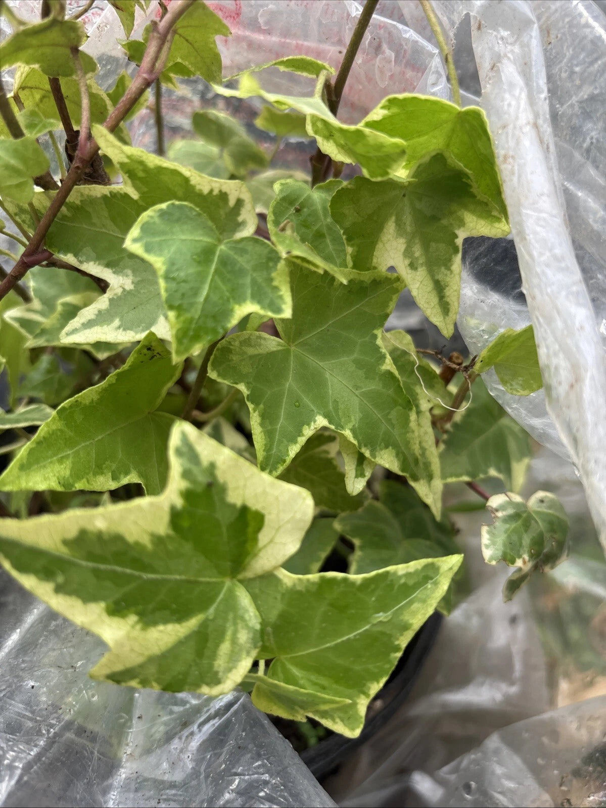Variegated English Ivy Cuttings - 15 Rooted Cuttings - Hedera helix Variegata - Live Indoor Plant Decor