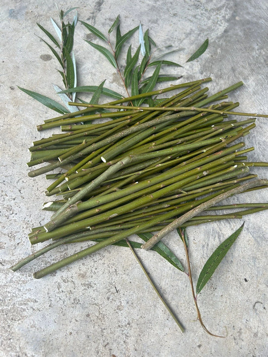 50 Hybrid Willow Tree Cuttings | Fast Growing Willow Twigs | Salix Hybrid