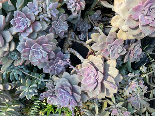 4” Pot of Graptopetalum Purple Delight Succulent - Rare Easy to Grow Plant - Rooted Cuttings Available