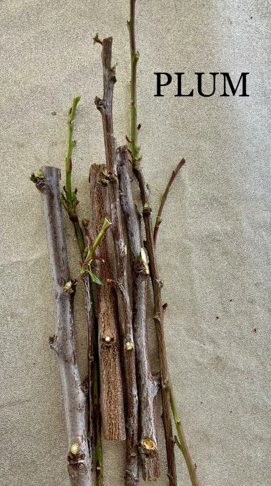 Plum Tree Cuttings - 3 Rooting/Grafting Cuttings - Cherry Plum (Prunus cerasifera) - 6 Inches or Longer