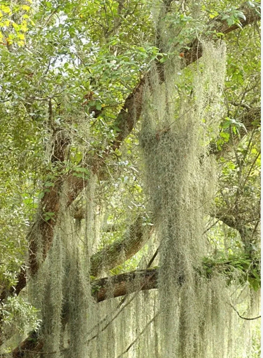 5 Gallon Live Spanish Moss - Fresh Florida Tillandsia - Air Plant Filler for Projects - Natural Decorative Greenery