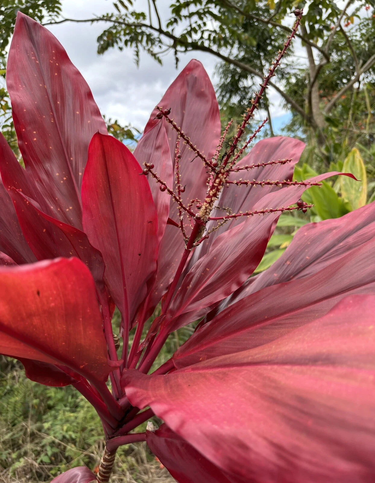 Hawaiian Ti Leaf Cuttings 6-inch Red Variegated Logs x6 - Cordyline fruticosa