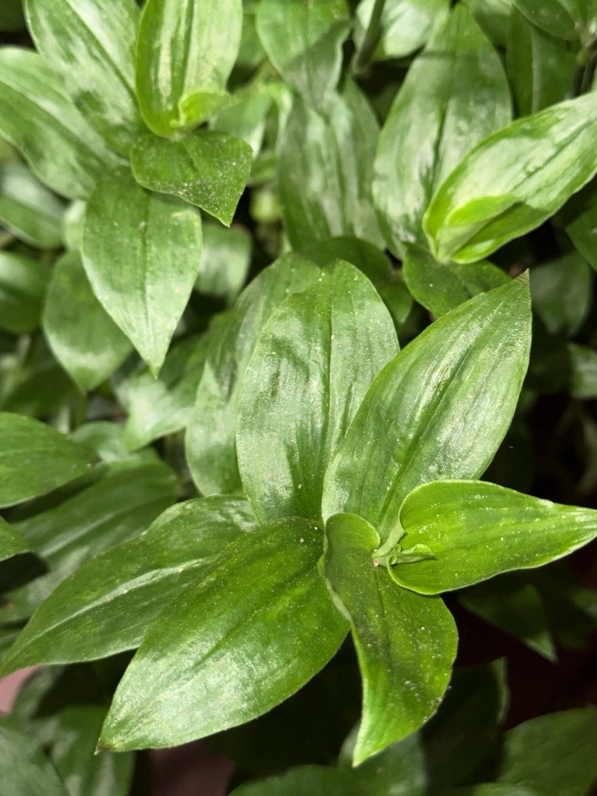 Green Wandering Jew Plant - 10 Rooted Clippings - Tradescantia Fluminensis - Indoor/Outdoor Houseplant in 3” Pot