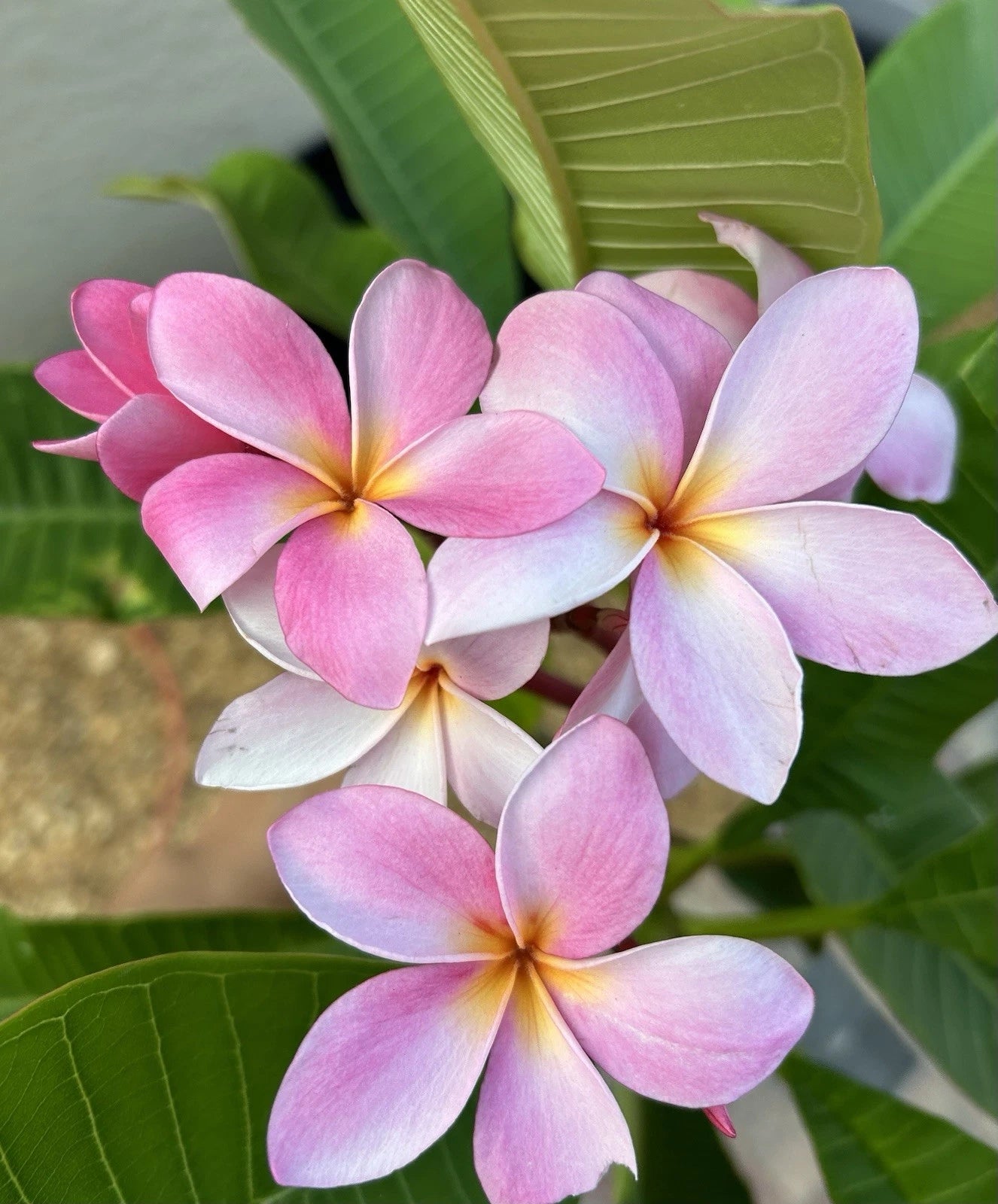 Rooted Plumeria Cutting, Light Pink, 12+ Inches - Plumeria rubra