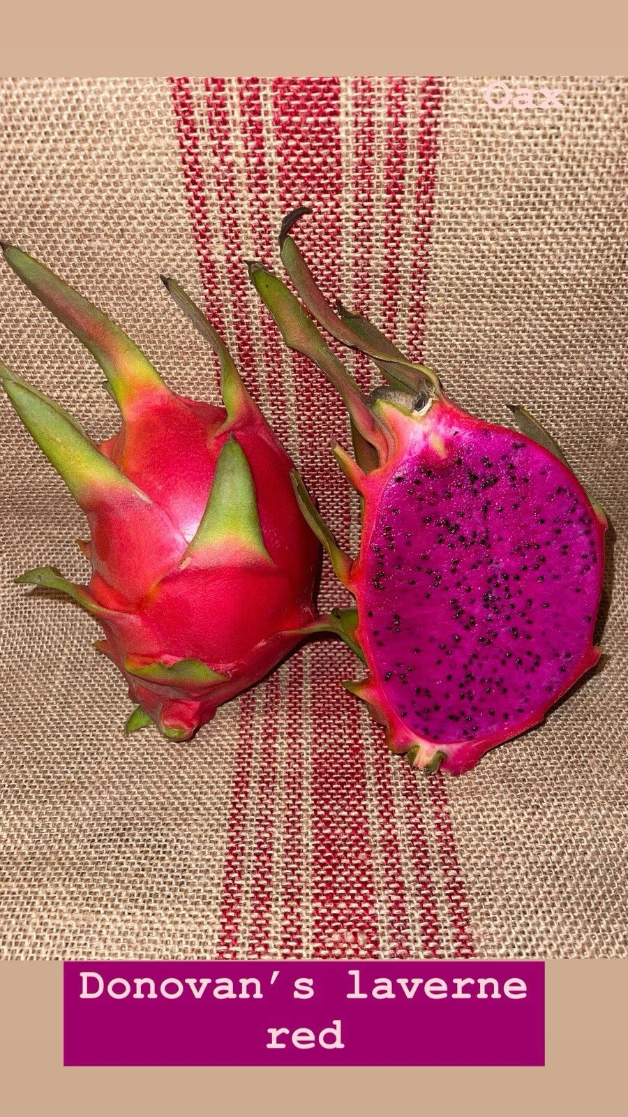 Mature Dragon Fruit Cuttings - Donovan’s Laverne Red - Hylocereus undatus - 12-17 inches - Delicious Large Fruits