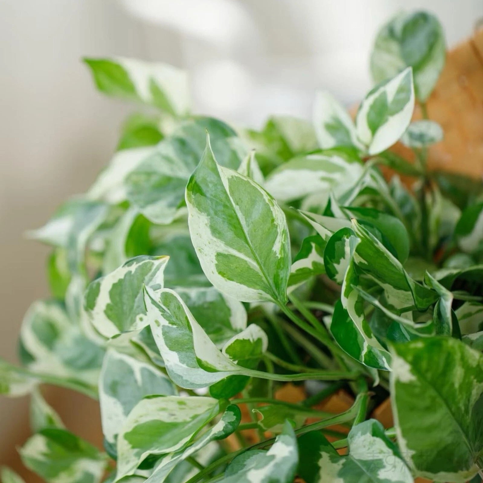 Pothos Cuttings - 3 Pieces 4-5” Pearls and Jade Devil’s Ivy - Easy Care Indoor House Plant (Epipremnum aureum)