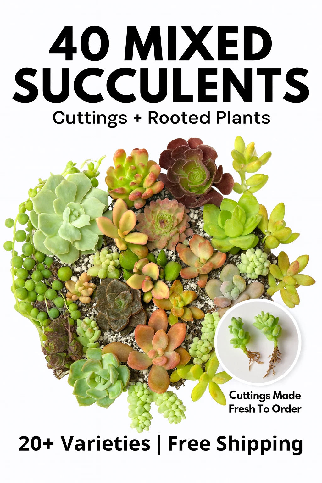 Succulent Cuttings 40 Pack Mixed Varieties - Echeveria, Sedum, Crassula & More - Fresh Bare Root Assortment for DIY Arrangements