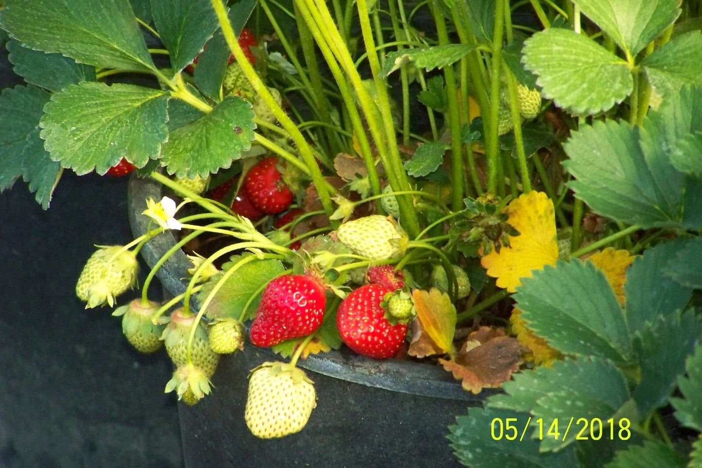 Organic Strawberry Plants - 1" Bare Root - Albion Variety - Fragaria × ananassa - 10 Count - USA Grown