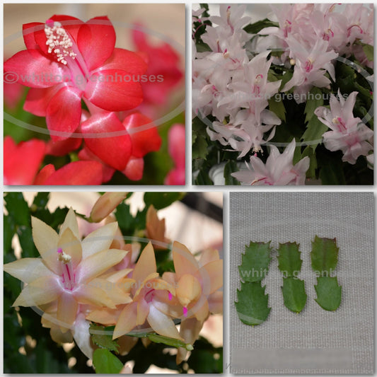 Thanksgiving Cactus Cuttings - Named Varieties - Schlumbergera - Healthy Fresh Cuttings for Propagation - Colorful Blooms