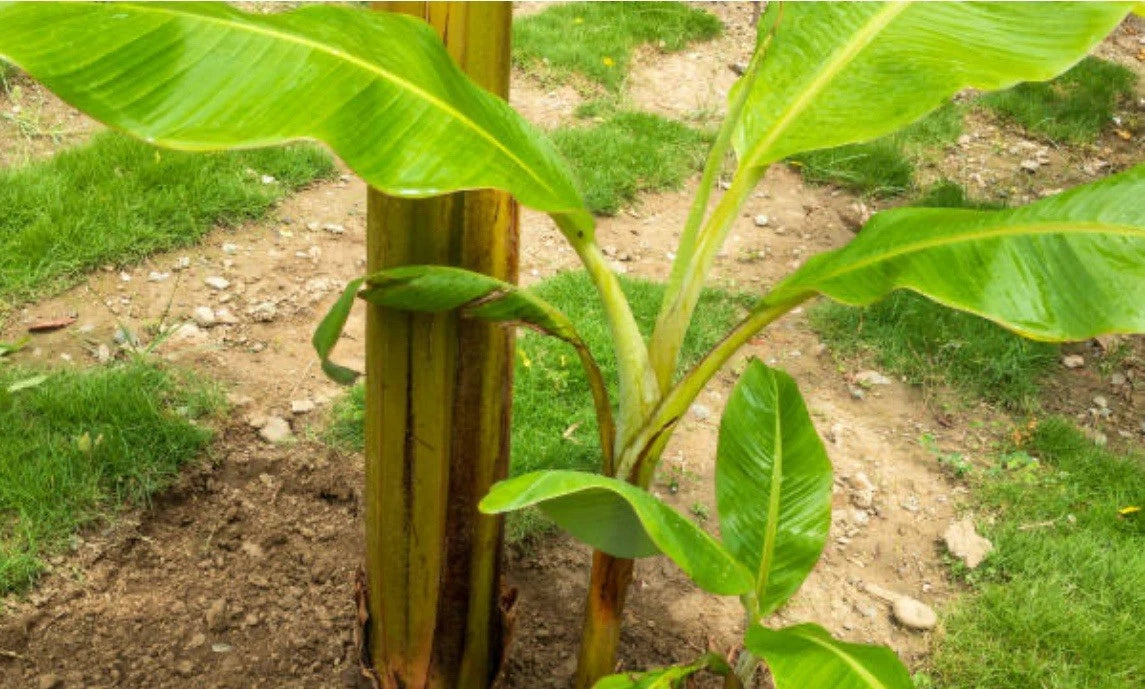 Cold Hardy Banana Tree Starter Plant - Small Rooted Musa basjoo - Green Outdoor Plant for Various Climates