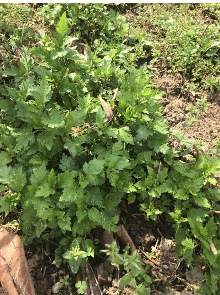 10 Bare Root Chrysanthemum indicum Plants - ??? - Chinese Herb Vegetable for Soups & Dumplings - Perennial Variety