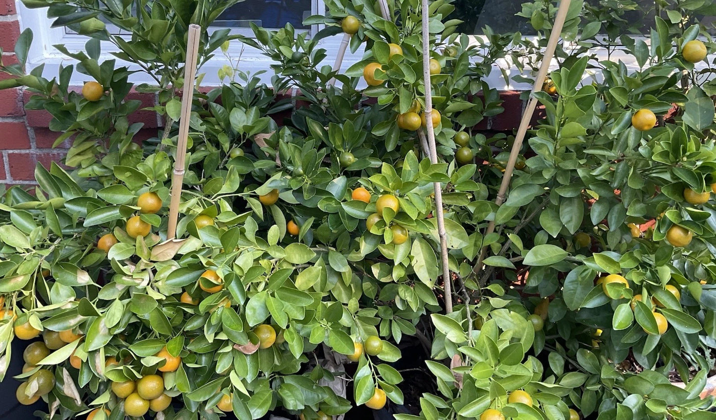Rooted Calamansi Citrus Plant 2"-3" - Calamondin (Citrus microcarpa) - Everbearing, Cold Hardy, Indoor/Outdoor Pot Plant