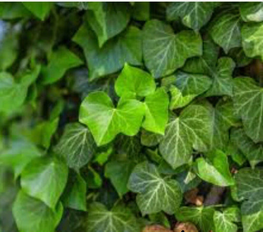 12 Bare Root English Ivy Groundcover Plants - Hedera helix - Super Hardy Evergreen for Connecticut Gardens