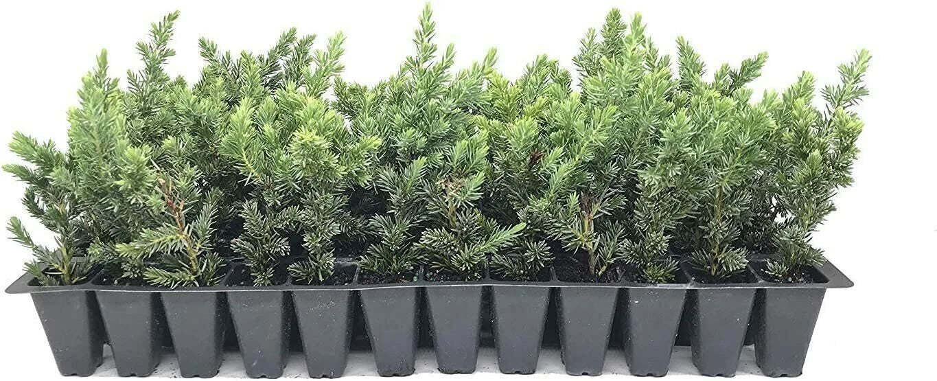 Blue Pacific Juniper | Live Plant | Hardy Evergreen Groundcover | Juniperus conferta