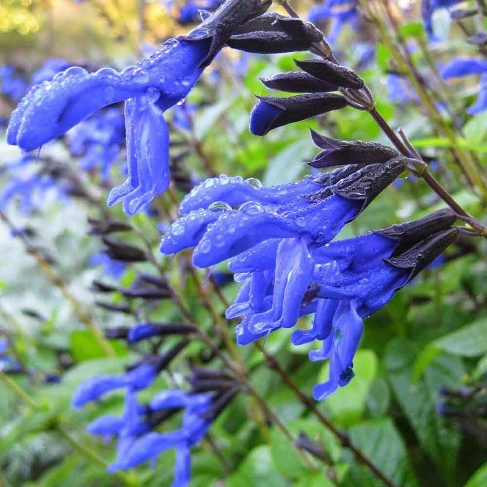 Salvia Starter Plant 2.5" Pot Black and Blue Tender Perennial (Salvia guaranitica) Aromatic Foliage for Sunny Gardens
