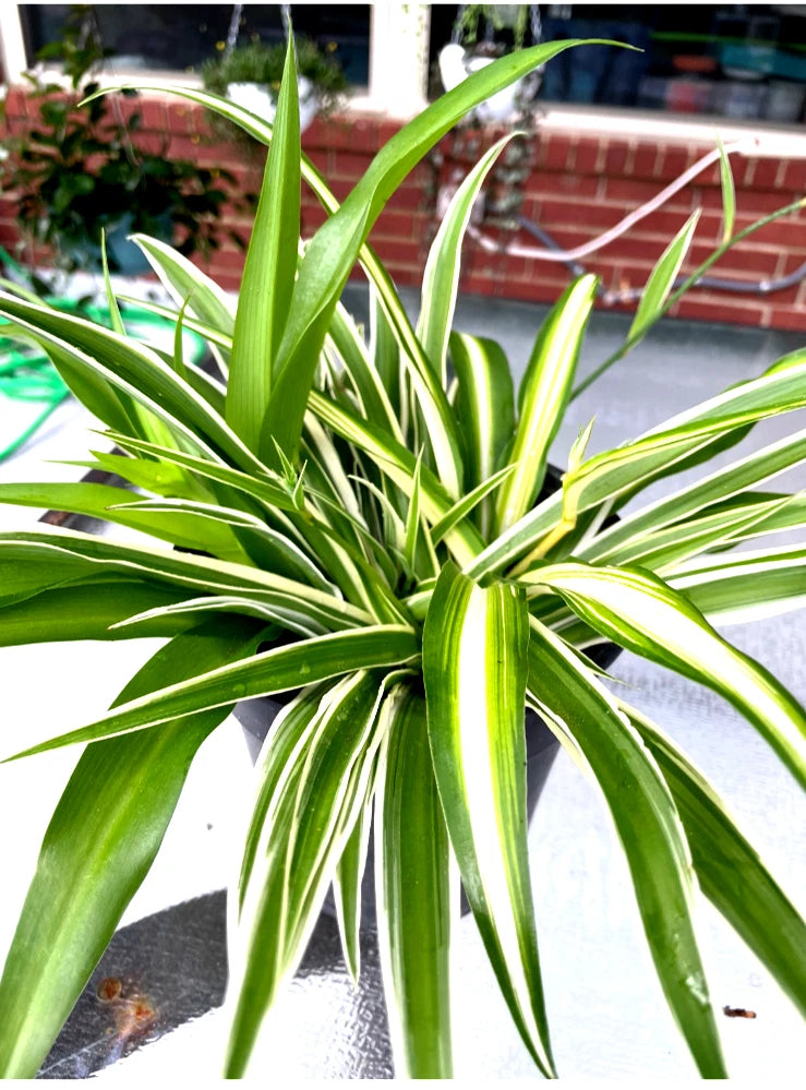 Spider Plant Hanging Basket - Varied Color Well-Rooted Plants - Chlorophytum comosum - Easy to Grow Indoor/Outdoor