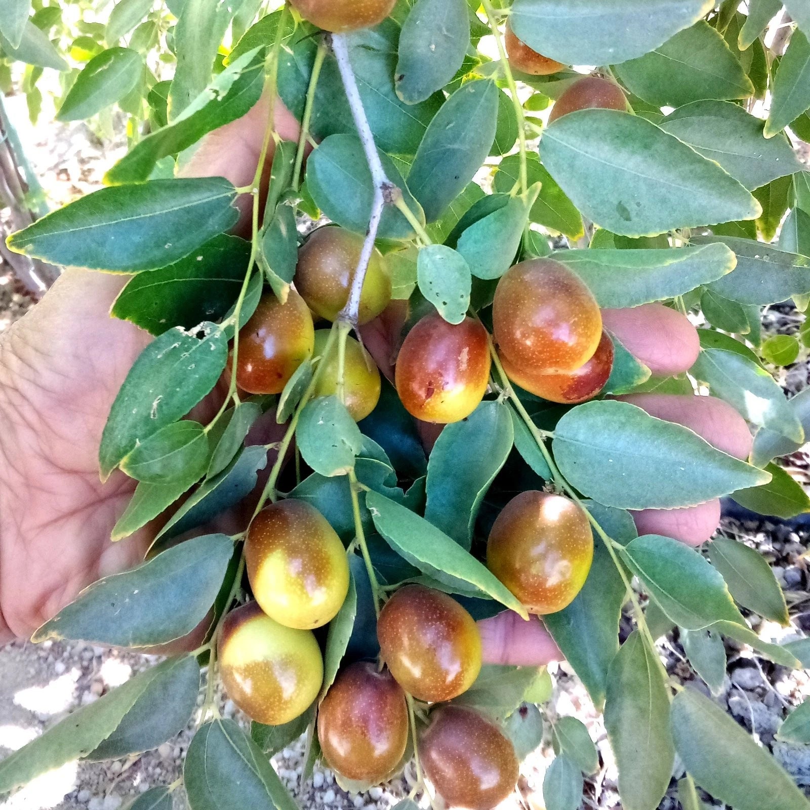 Black Sea Jujube Tree Cuttings - 8" Thin Grafting Scion Wood - Ziziphus jujuba - Lot of 2 Fresh Graft Buds for Fruit Production