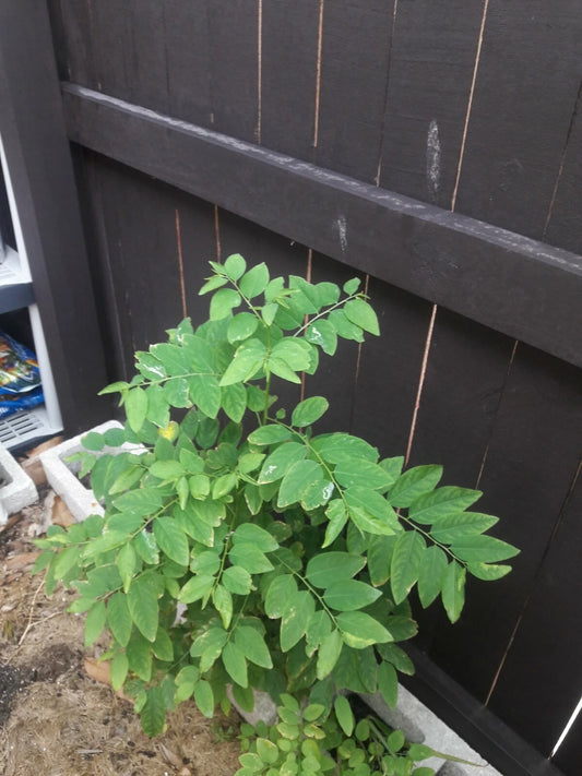 8 Katuk Cuttings - Sweet Leaf, Nutty Flavor, Easy Rooting, 5 Inches - Sauropus androgynus