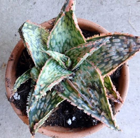 Cactus Cutting - Succulent Cutting #53 - Perfect for Planting - Ideal for Home Decor - Cactus Plant Cutting